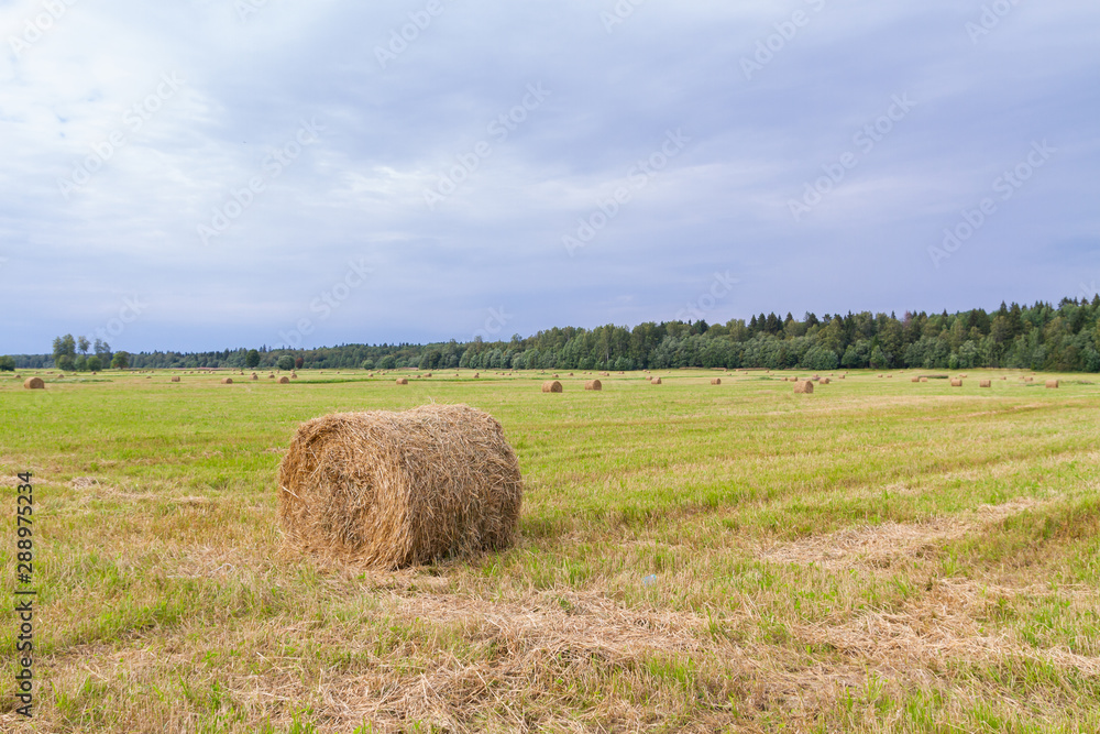 Haystacks are removed from the fields in the summer near the forest Haystacks are removed from the fields in the summer near the forest