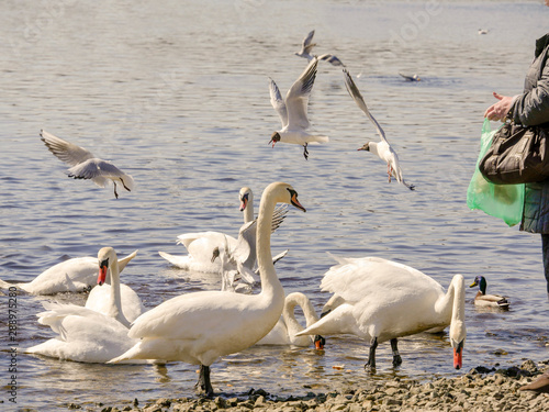 Fototapeta Naklejka Na Ścianę i Meble -  Woman feeding swans and seagulls by a river.