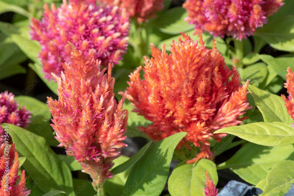 Close-up of cockscomp (Celosia cristata) plant. It has green leaves in red color. Close-up of cockscomp (Celosia cristata) plant. It has green leaves in red color.