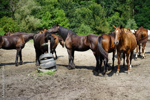 herd of horses on pasture