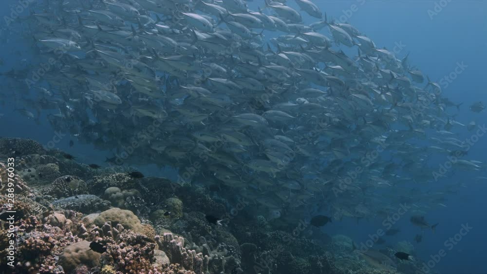 School of Bigeye Trevallies on a coral reef with plenty fish. Tubbataha Reef dive site Delsan Wreck 4k footage School of Bigeye Trevallies on a coral reef with plenty fish. Tubbataha Reef dive site Delsan Wreck 4k footage