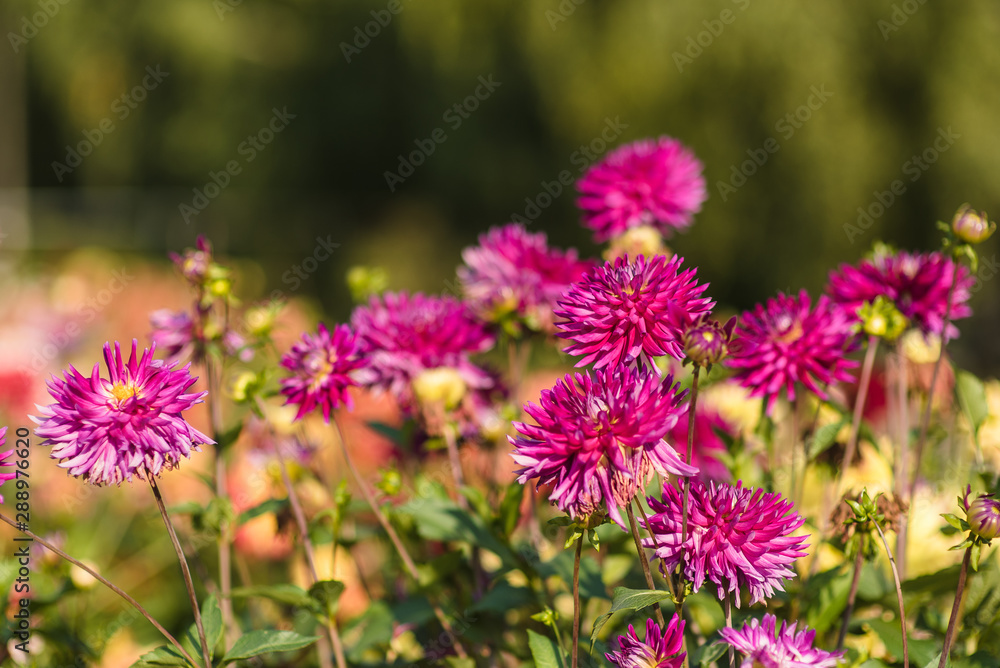 beautiful colorful flower in the garden beautiful colorful flower in the garden