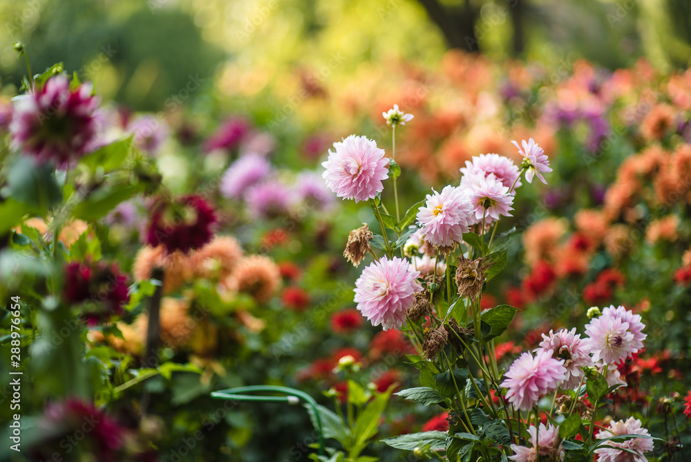 beautiful colorful flower in the garden