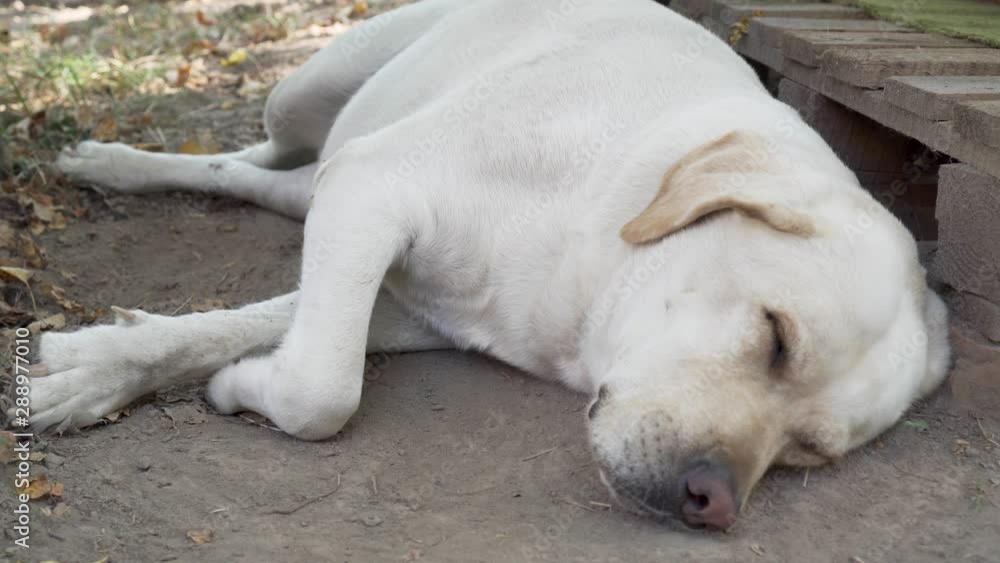 Labrador Retriever Dog is Sleeping Face Closeup Labrador Retriever Dog is Sleeping Face Closeup