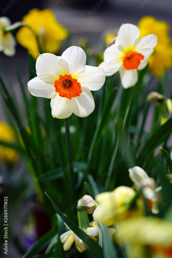 Yellow and orange narcissus daffodil flowers growing in the garden Yellow and orange narcissus daffodil flowers growing in the garden