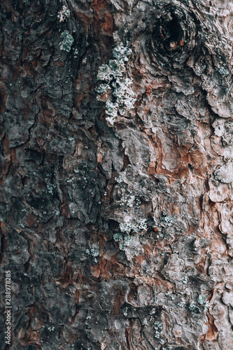 Pine bark on a tree. Texture of pine bark closeup. Photo background