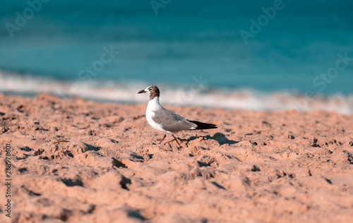 Seagull walking across sandy beach