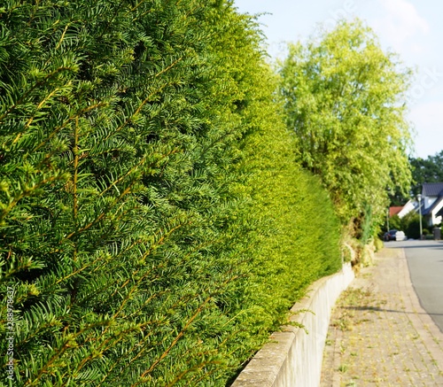 yew hedge,Close up of foliage of a beautiful yew hedge,road, tree, nature, trees, park, green, landscape, summer, path, grass, forest, sky, garden, spring, country, rural, way, travel, blue, plant,