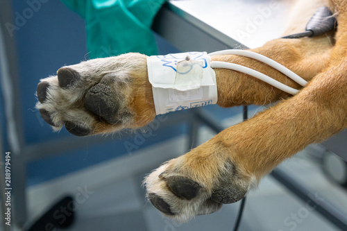 Blood pressure cuff in a dog