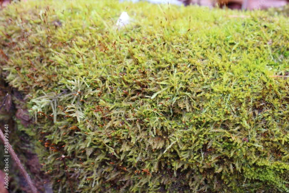 Field of moss Field of moss