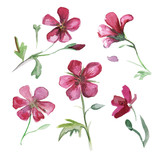 Watercolor set with pink wildflower.Watercolor set with meadow geranium. Illustration isolated on white background.