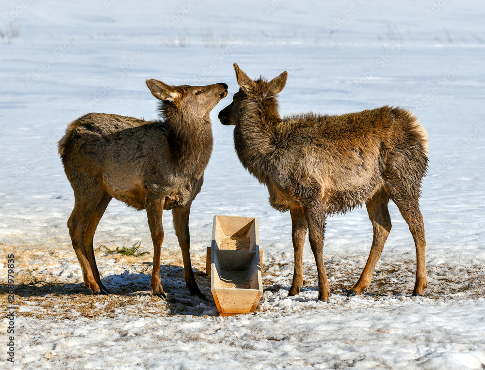 Two deer near the feeding trough. Two deer near the feeding trough.