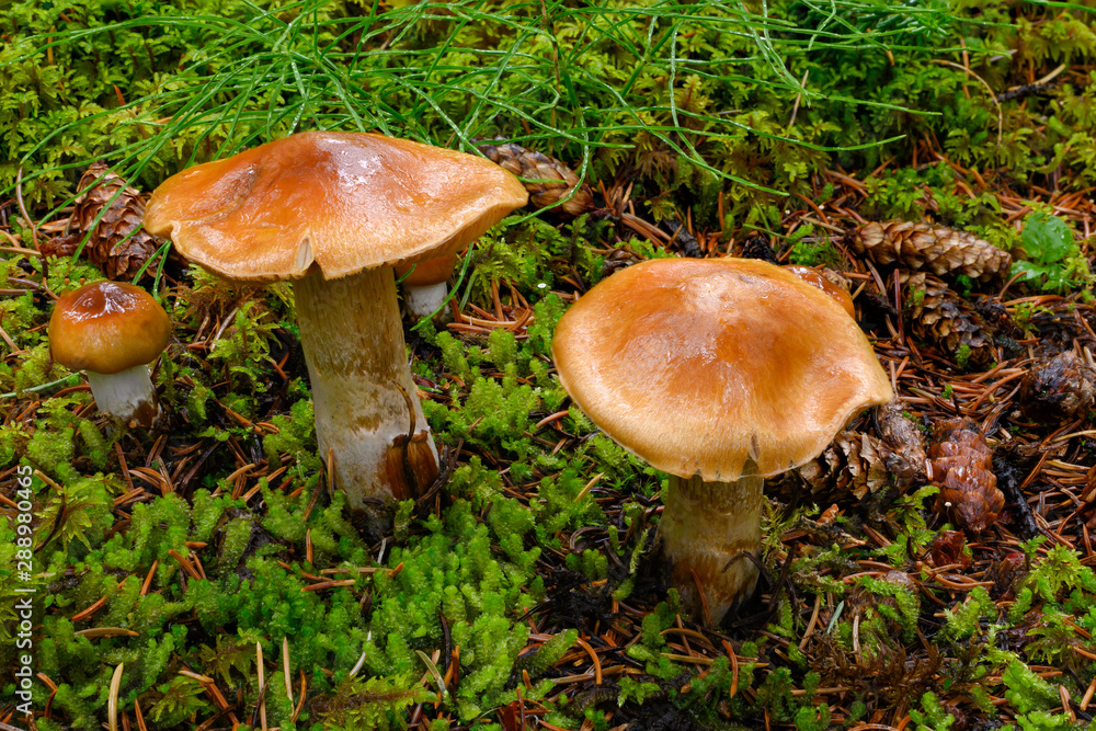 Brown mushrooms in a forest setting with green moss. Brown mushrooms in a forest setting with green moss.