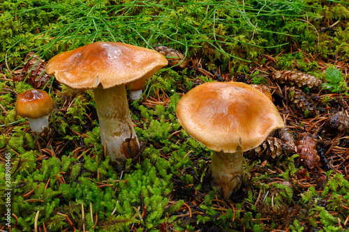 Brown mushrooms in a forest setting with green moss.
