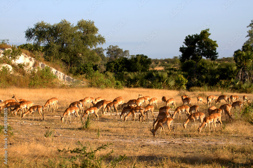 African landscape with herd of Impala. African landscape with herd of Impala.