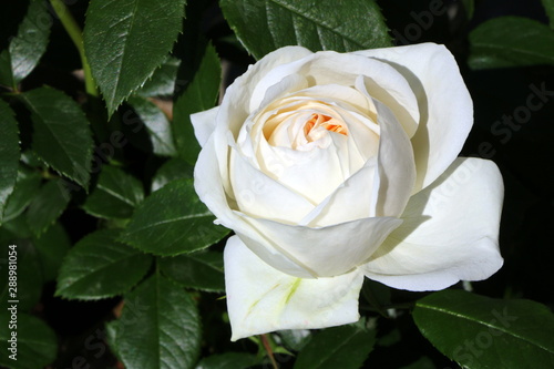 Weiße Rosenblüte im Sommer