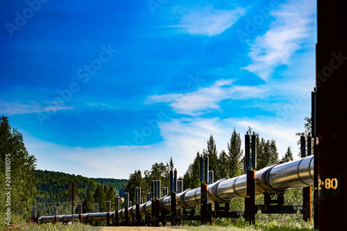 Oil Pipeline in Wildlife Habitat