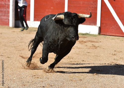 toro español corriendo en una plaza de toros en un espectaculo