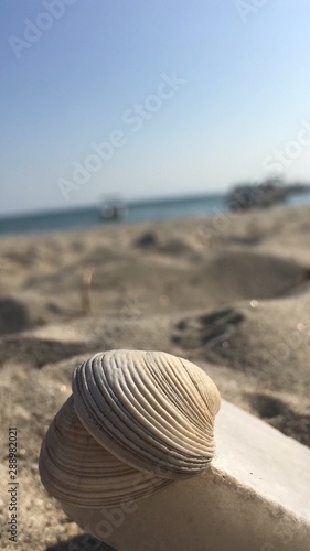 shell on the beach