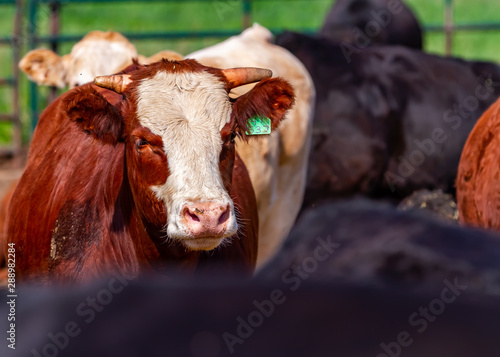 Wallpaper Mural Cattle Feed Lot - Sustainable Ranching  Torontodigital.ca
