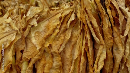 Manufacture of tobacco. Drying tobacco. Classical way of drying tobacco leaves, hanging to dry in the sun. Dolly shot, sliding camera move and selective focus. Tobacco close up, 4k footage. 