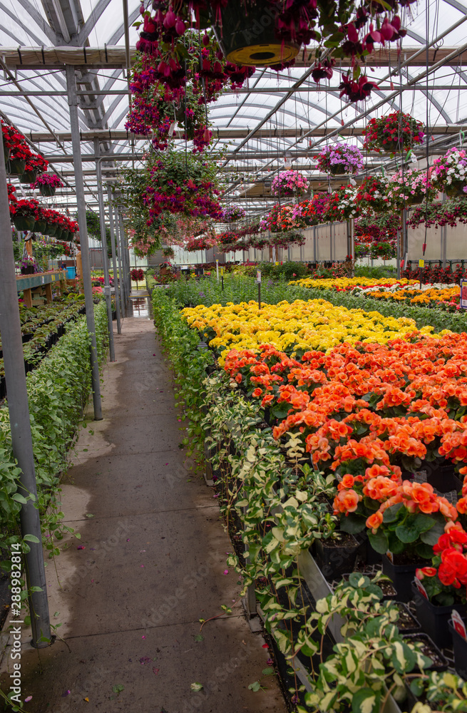flowering plants in greenhouse