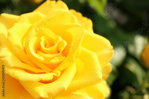 Beautiful blooming yellow rose in garden on summer day  closeup