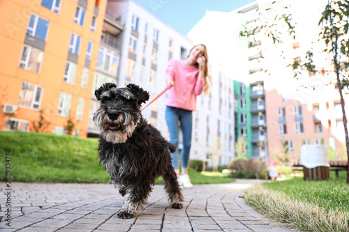 Woman walking her adorable Miniature Schnauzer dog outdoors photo