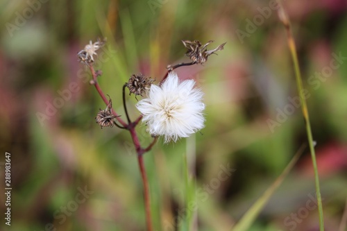 Soft white fluffy wildflower seed head © Jerrold