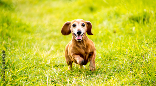 Miniature Dachshund Exercise