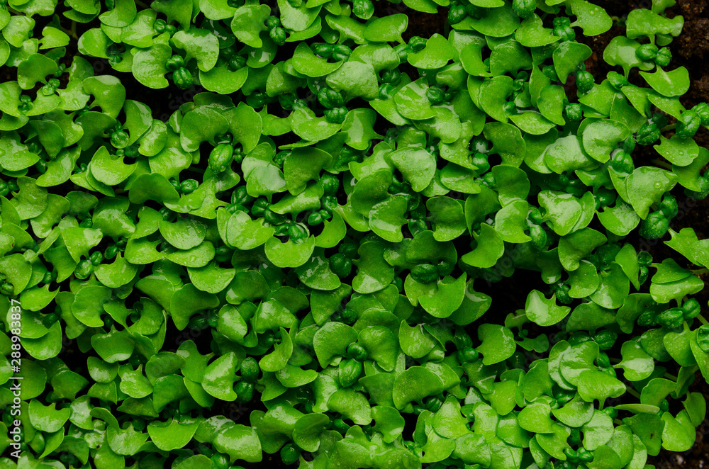 Green sprout background. Environmental protection. Green sprout background. Environmental protection.