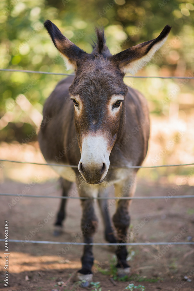 fuzzy small donkey putting his face through wire fence, cute donkey with fluffy ears fuzzy small donkey putting his face through wire fence, cute donkey with fluffy ears