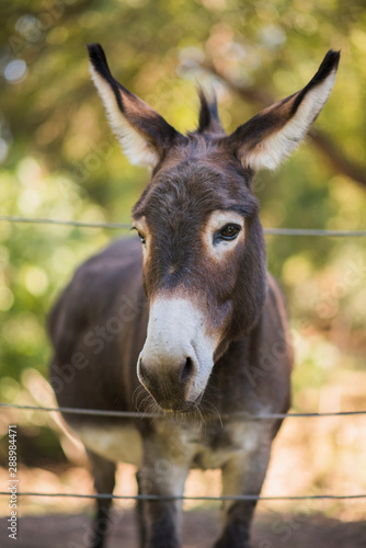 fuzzy small donkey putting his face through wire fence, cute donkey with fluffy ears © michaelawarthen