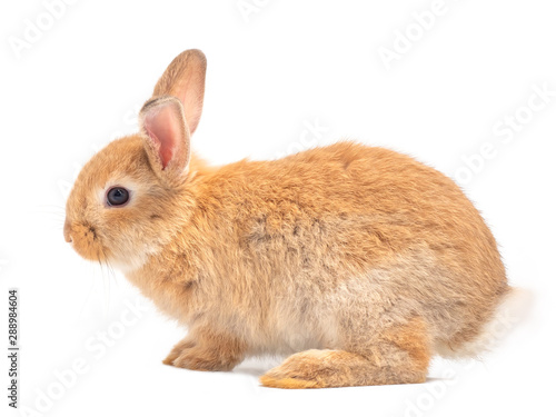 Side view of orange-brown cute baby rabbit isolated on white background. Lovely young rabbit sitting.