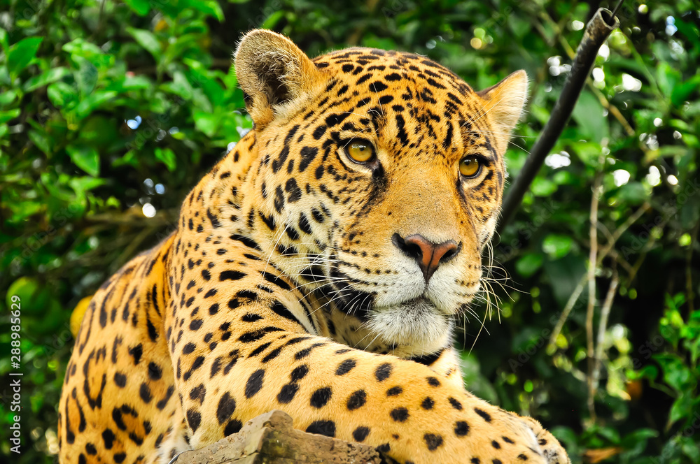 Naklejka premium Adult jaguar