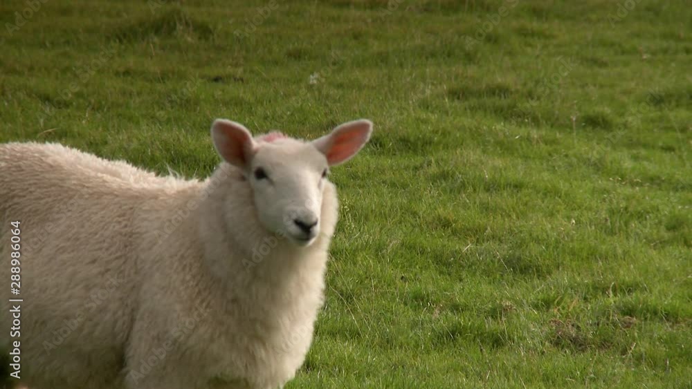 Closeup shot following a sheep moving across a field of grass in the countryside Closeup shot following a sheep moving across a field of grass in the countryside