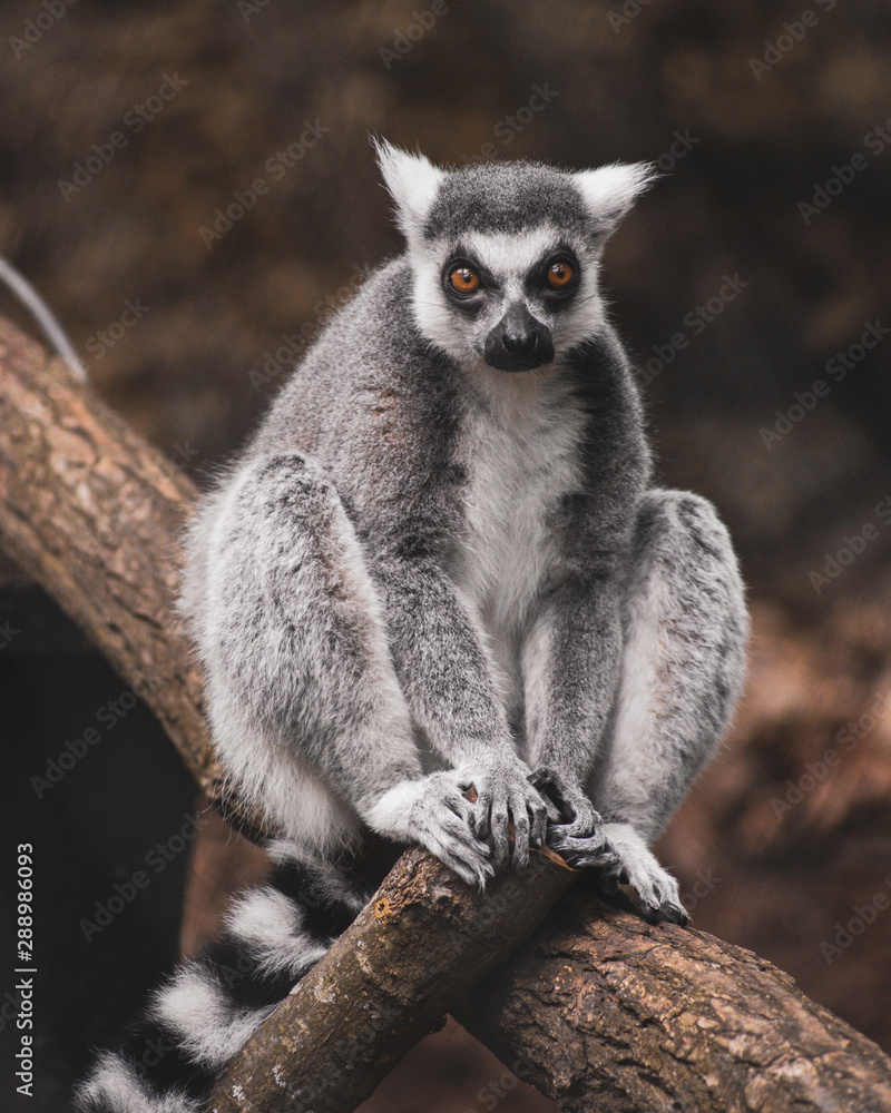 Obraz premium Curious Ring-Tailed Lemur