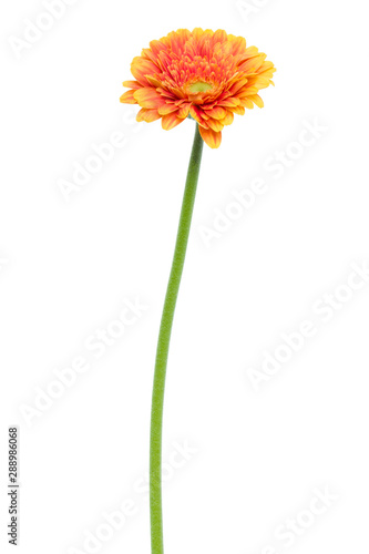 Vertical orange gerbera flower with long stem isolated on white background