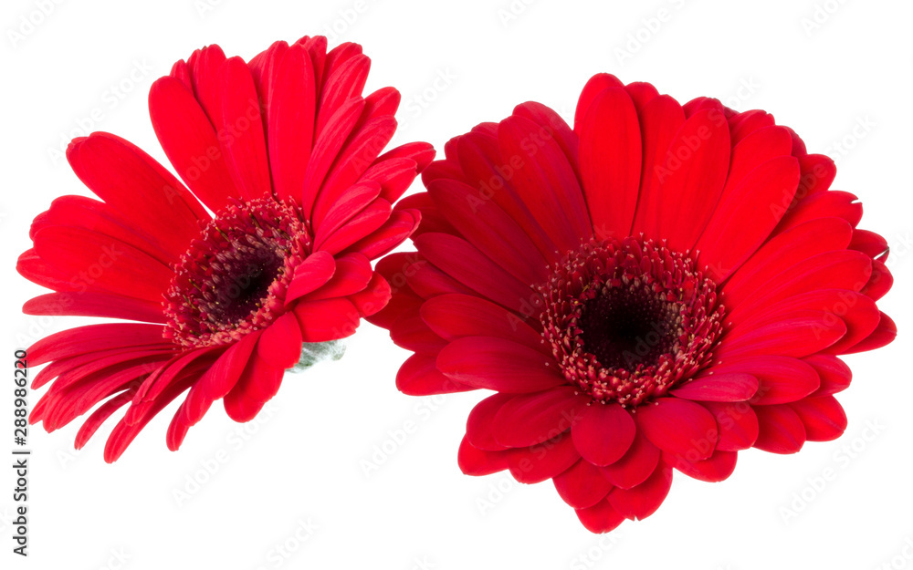 Bouquet of two   red tulips flowers isolated on white background closeup. Flowers bunch in air, without shadow. Top view, flat lay.