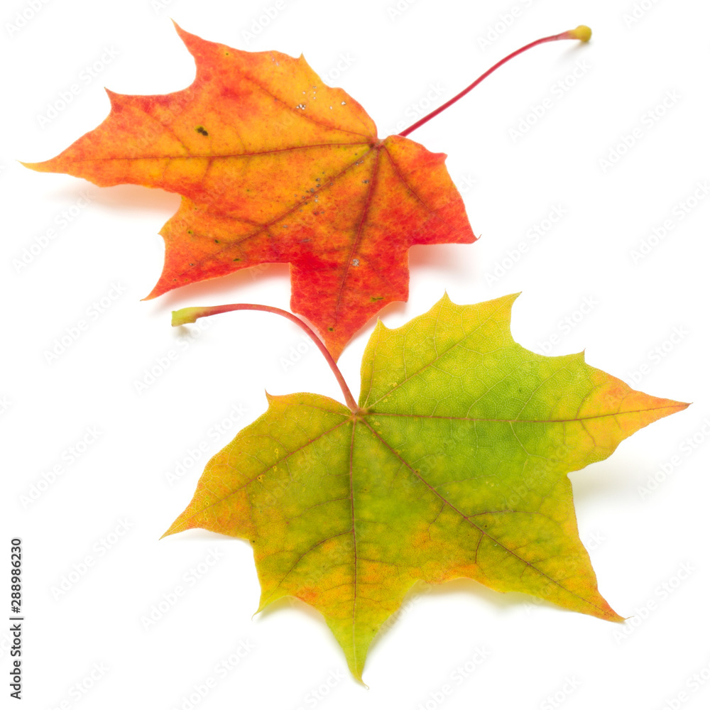 colorful autumn maple leaf isolated on white colorful autumn maple leaf isolated on white