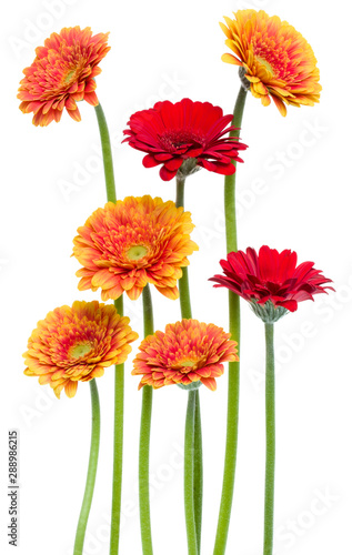 Vertical   gerbera flowers with long stem isolated on white background. Spring bouquet.