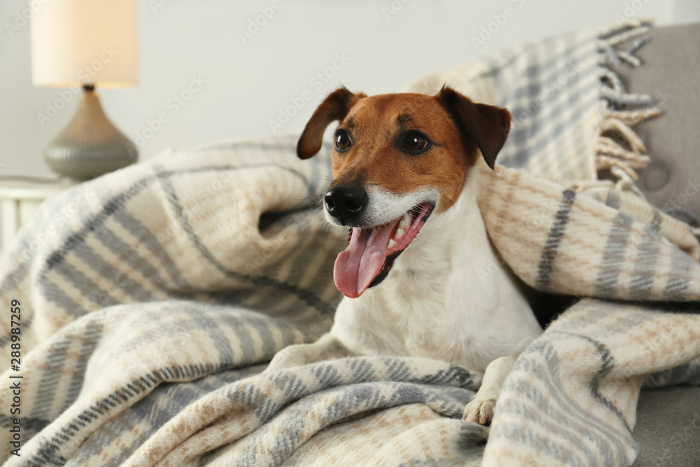 Adorable Jack Russell Terrier dog under plaid on sofa. Cozy winter - obrazy, fototapety, plakaty 