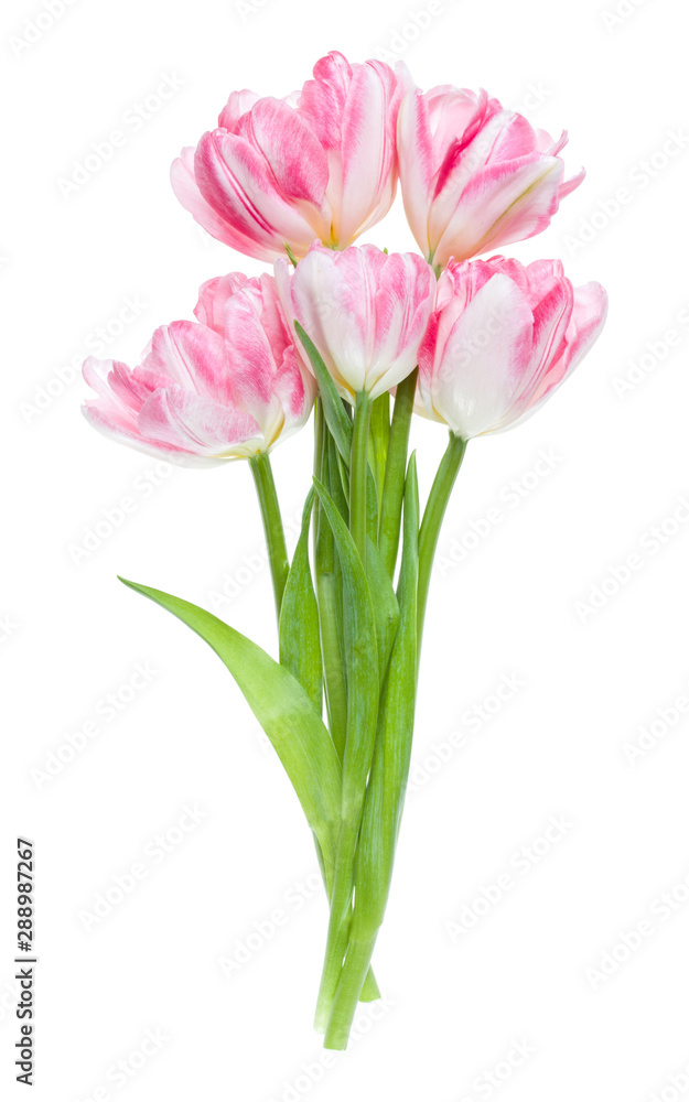 Bouquet of spring pink tulips flowers isolated on white background closeup. Flowers bunch in air, without shadow. Top view, flat lay. Bouquet of spring pink tulips flowers isolated on white background closeup. Flowers bunch in air, without shadow. Top view, flat lay.