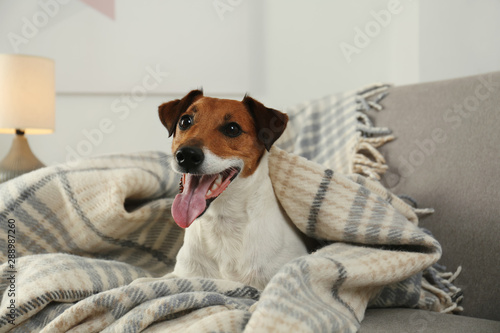 Adorable Jack Russell Terrier dog under plaid on sofa. Cozy winter © New Africa