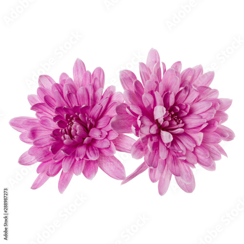 two chrysanthemum flower heads isolated on white background closeup. Garden flower  no shadows  top view  flat lay.