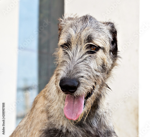 Dog breed irish wolfhound portrait