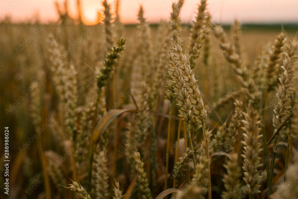Fototapeta premium Wheat field. Golden ears of wheat on the field. Background of ripening ears of meadow wheat field. Rich harvest. Agriculture of natural product.