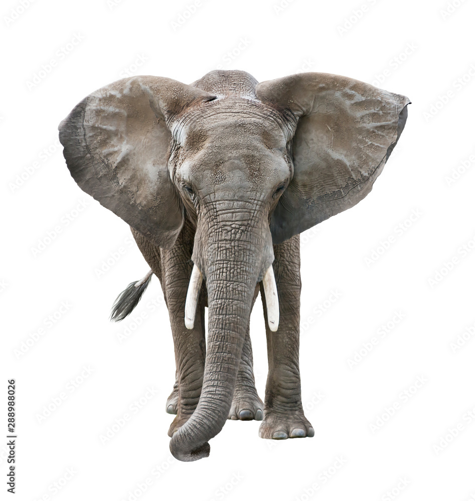 Fototapeta premium African Elephant isolated on white
