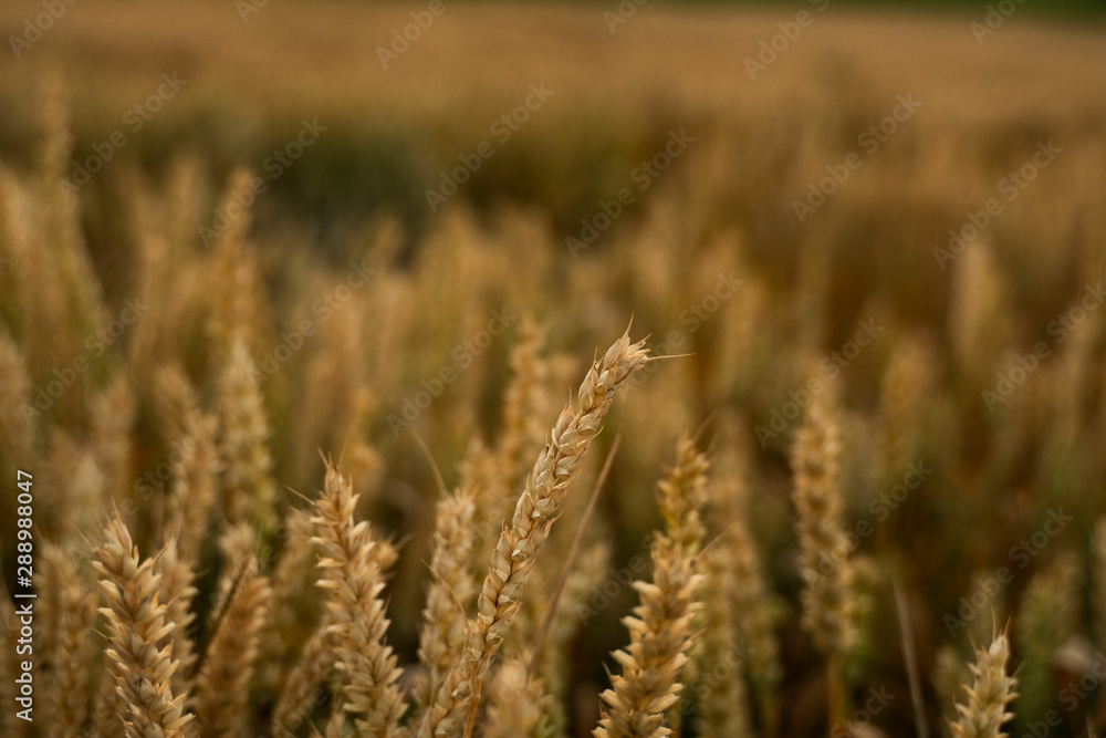 Wheat field. Golden ears of wheat on the field. Background of ripening ears of meadow wheat field. Rich harvest. Agriculture of natural product.