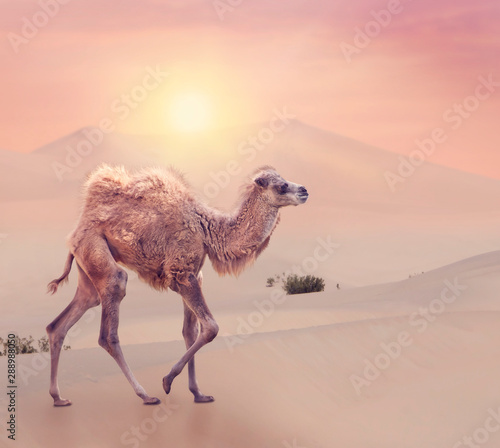 Baby Camel with two humps   Bactrian camel in desert